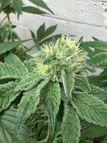 showing The End of October – Cheese – Indica Dominant – image 4 – Seed City