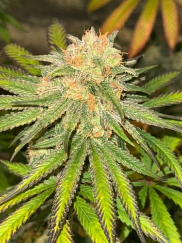 Habanero OG Auto from ElevenThirty Genetics