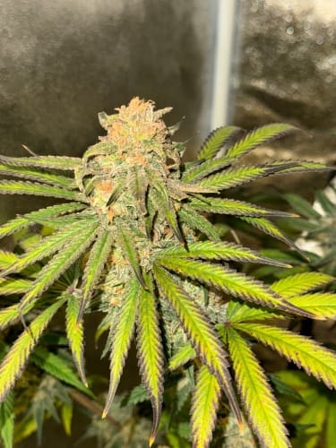 showing 12/12 Photoperiod – Tall (140cm plus) – Fuel – image 2 – Seed City