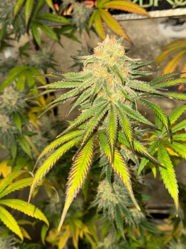 Habanero OG from ElevenThirty Genetics