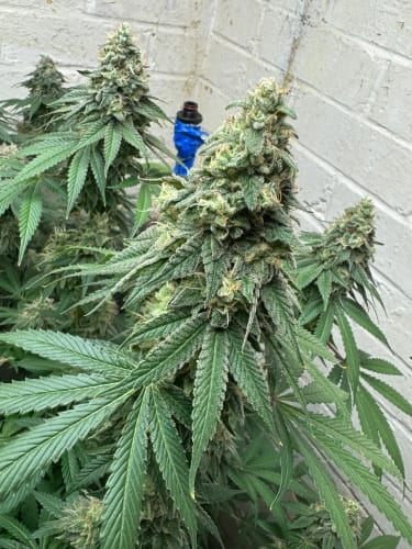 Image 3 of WarHeadz cannabis by ElevenThirty Genetics – Citrus – 12/12 Photoperiod – Super Strength – Seed City