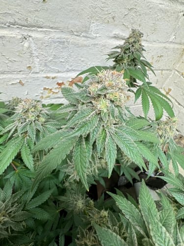 Blue Zlushi Auto from ElevenThirty Genetics