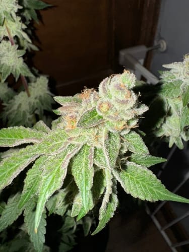 Garlic Budder cannabis seeds – Indica-heavy – Super Strength – Outdoor cultivation – image 3 from Seed City
