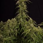 Image 2 of Candy Dawg Auto cannabis by Seed Stockers – Body Stone – Super Strength – Outdoor cultivation – Seed City