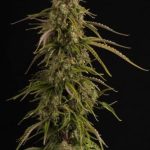 Candy Dawg Auto by Seed Stockers – Body Stone – High Yielding – Sour – image 6 – Seed City