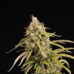 Candy Dawg Auto by Seed Stockers – Super Strength – Outdoor cultivation – Guaranteed female plants – image 5 – Seed City