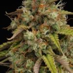 Candy Dawg Auto by Seed Stockers – Indica-heavy – Body Stone – Super Strength – image 4 – Seed City
