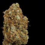 Candy Dawg Auto by Seed Stockers – Guaranteed female plants – High Yielding – Outdoor cultivation – image 3 – Seed City