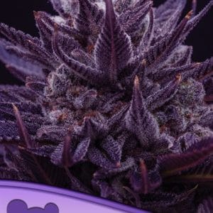 IMPERIUM X cannabis seeds – Super Strength – Euphoric – Pineapple – image 1 from Seed City