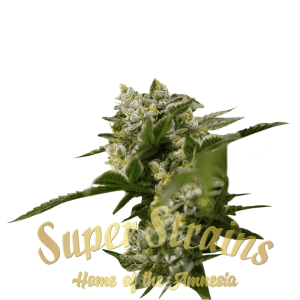 Image 1 of Ibiza Farmer's cannabis by Super Strains – 50% Indica/50% Sativa – Relaxing – Super Strength – Seed City