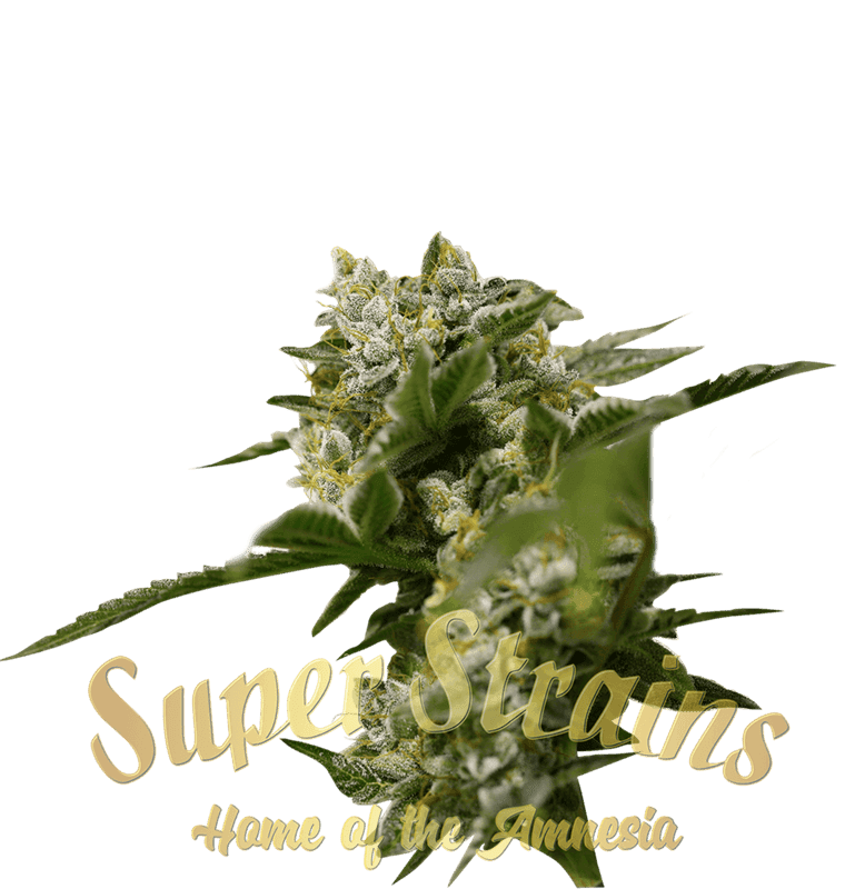 Image 1 of Ibiza Farmer's cannabis by Super Strains – 50% Indica/50% Sativa – Relaxing – Super Strength – Seed City