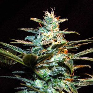 Ice Cool cannabis seeds – Psychedelic – Indoor-friendly – Feminized – image 1 from Seed City