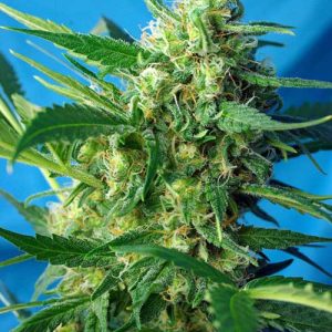 Feminized – Outdoor – Auto-Flowering – Ice Cool Auto strain – image 1 – from Sweet Seeds via Seed City