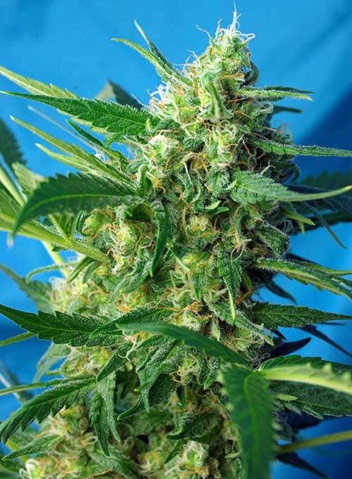 Feminized – Outdoor – Auto-Flowering – Ice Cool Auto strain – image 1 – from Sweet Seeds via Seed City