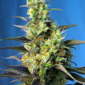 Spicy – Suited for indoor growing – 12/12 Photoperiod – Ice Cool CBD strain – image 1 – from Sweet Seeds via Seed City
