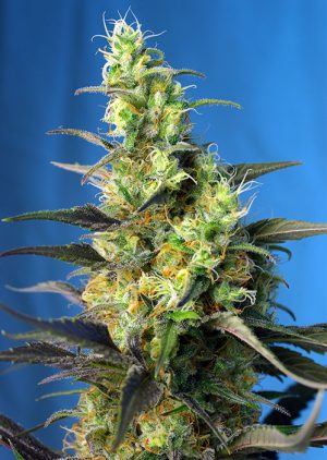 Ice Cool CBD