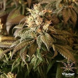 Ice Cream Cake cannabis seeds – Outdoor – Guaranteed female plants – 12/12 Photoperiod – image 1 from Seed City