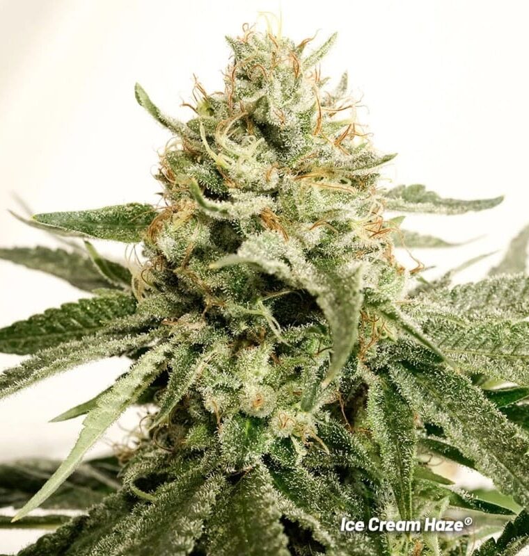 Mostly Sativa – High Yielding – Regular – Ice Cream Haze strain – image 1 – from Dutch Passion Seeds via Seed City