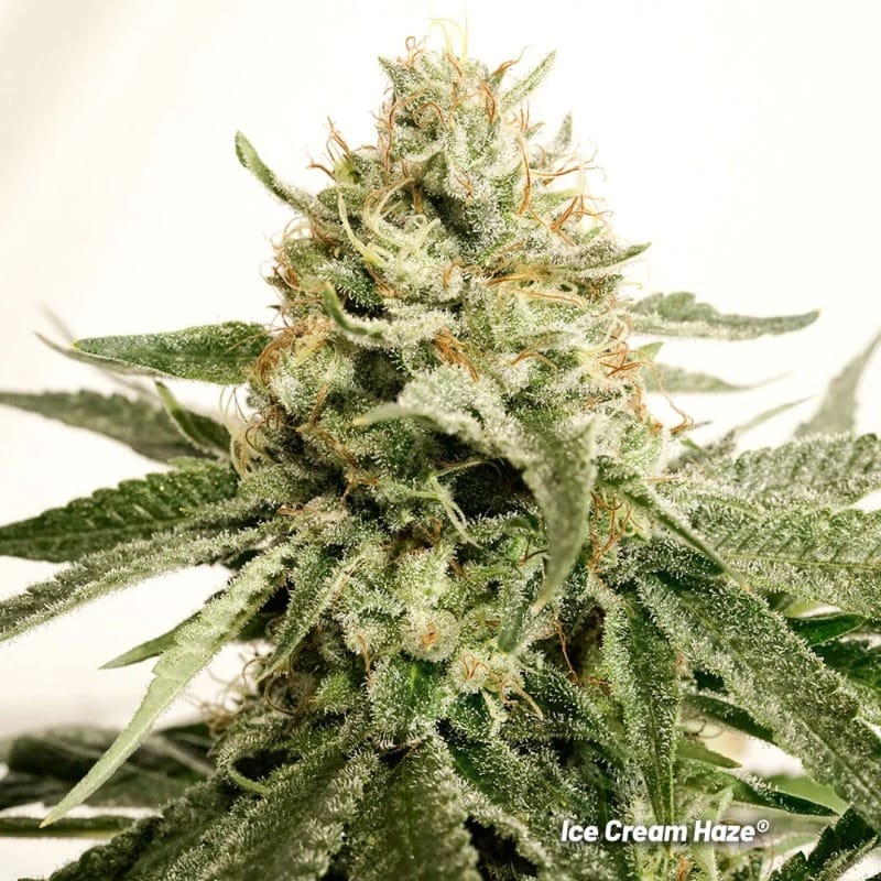 Mostly Sativa – High Yielding – Regular – Ice Cream Haze strain – image 1 – from Dutch Passion Seeds via Seed City