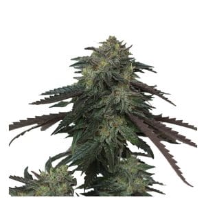 Ice Scream OG