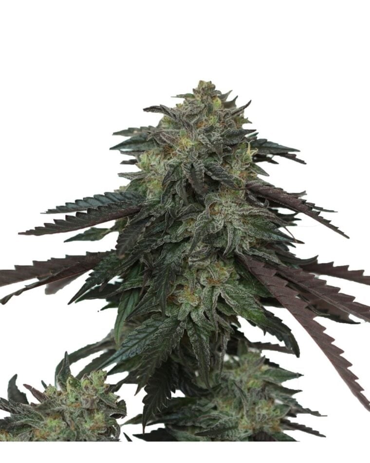 Ice Scream OG cannabis seeds – Mostly Indica – Guaranteed female plants – Good for outdoor grow – image 1 from Seed City