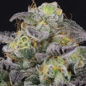 Icee Melt cannabis seeds – 50% Indica/50% Sativa – Outdoor – 12/12 Photoperiod – image 1 from Seed City