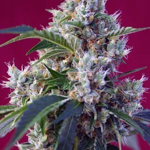The End of September – Outdoor – Indica Dominant – Indigo Berry Kush strain – image 1 – from Sweet Seeds via Seed City