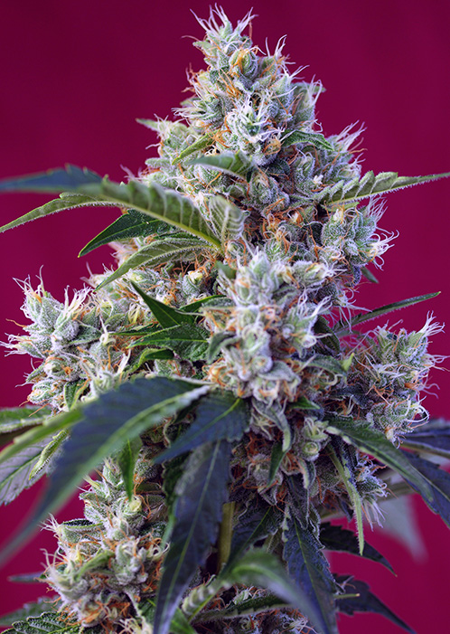The End of September – Outdoor – Indica Dominant – Indigo Berry Kush strain – image 1 – from Sweet Seeds via Seed City