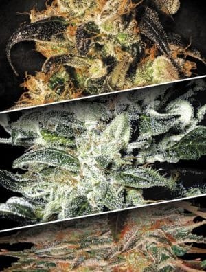 Indica Champion Pack