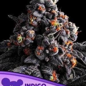 Image 1 of Indigo Sapphire cannabis by Anesia Seeds – Euphoric – Super Strength – Beginning of October – Seed City
