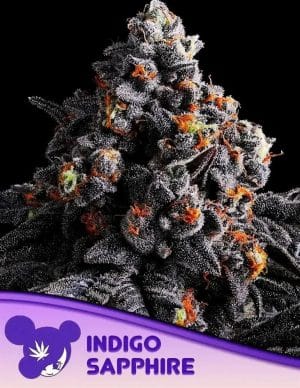Indigo Sapphire