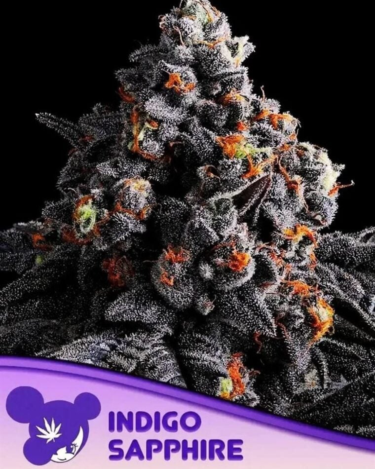 Image 1 of Indigo Sapphire cannabis by Anesia Seeds – Euphoric – Super Strength – Beginning of October – Seed City