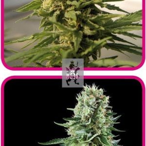 Indoor Mix from Royal Queen Seeds