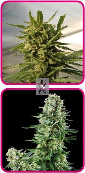 Indoor Mix