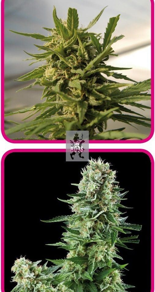 Indoor Mix from Royal Queen Seeds