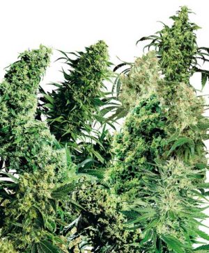 Indoor Mix