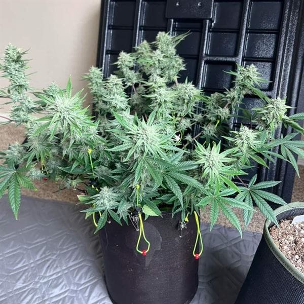 Instant Classik by Night Owl Seeds – Auto-Flowering – Suited for indoor growing – Relaxing – image 1 – Seed City