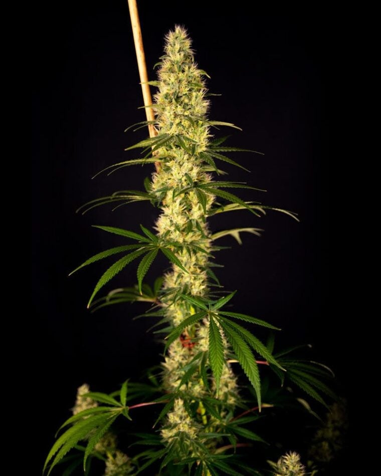 Island Sweet Barb from House of the Great Gardener