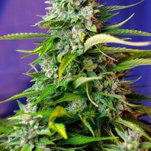 Jack 47 Auto from Sweet Seeds