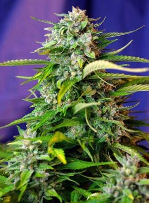 Jack 47 Auto
