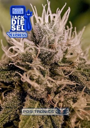 Jack Diesel Express