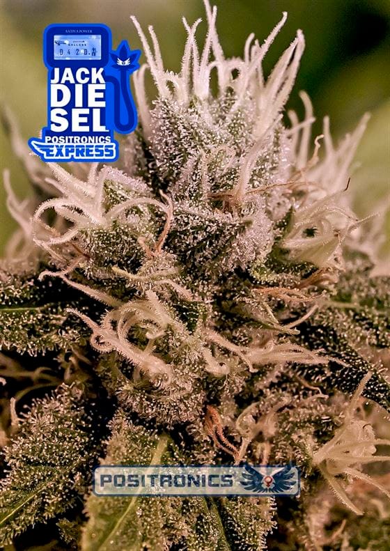 Jack Diesel Express from Positronic Seeds