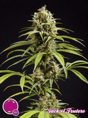 Jack El Frutero