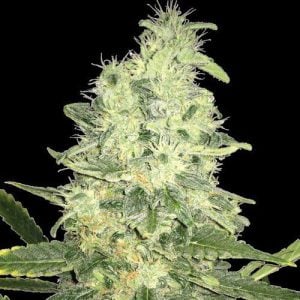 Middle of October – Cerebral – 12/12 Photoperiod – Jack F1 strain – image 1 – from Spliff Seeds via Seed City