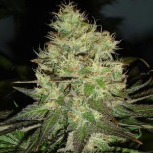 Image 1 of Jack Herer cannabis by Blackskull Seeds – Depression – 12/12 Photoperiod – Sativa-leaning – Seed City