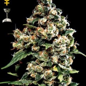 Jack Herer cannabis seeds – Super Strength – Large yield – 12/12 Photoperiod – image 1 from Seed City