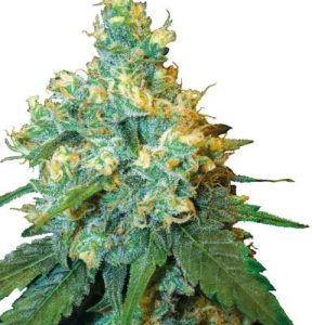 Jack Herer cannabis seeds – 12/12 Photoperiod – Cerebral – 50% Indica/50% Sativa – image 1 from Seed City