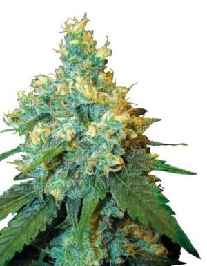 Jack Herer
