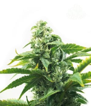 Jack Herer