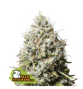 Image 1 of Jack Herer cannabis by Seed Stockers – Sativa Dominant – 12/12 Photoperiod – Female seeds – Seed City